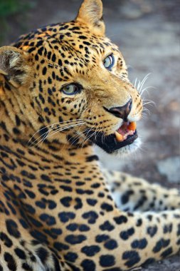 leopar