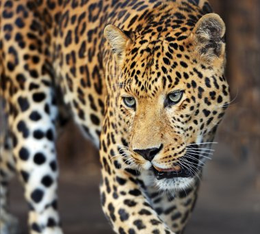 leopar