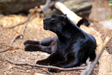 Panter portresi