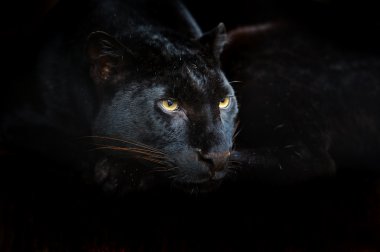 Panter portresi