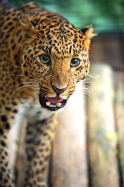 leopar