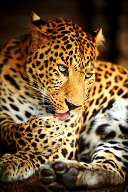 leopar