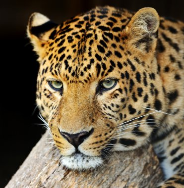 leopar