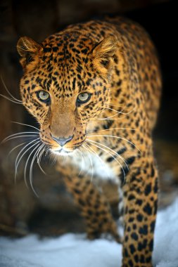leopar