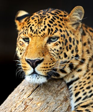 leopar