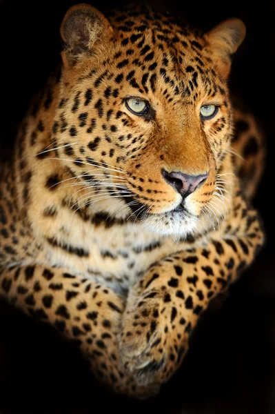 Leopardo — Foto de Stock