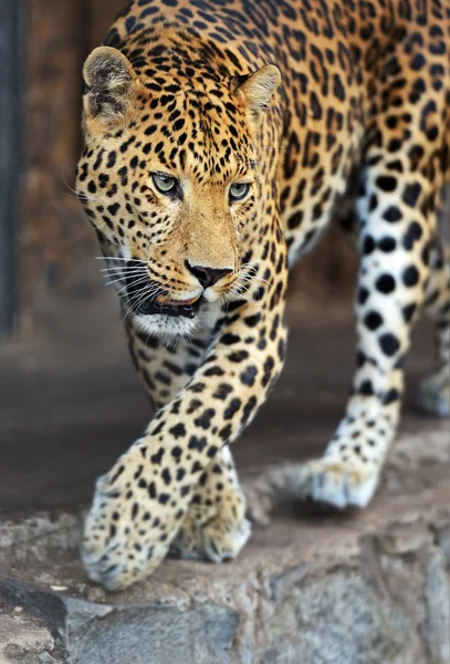 Leopard — Stockfoto