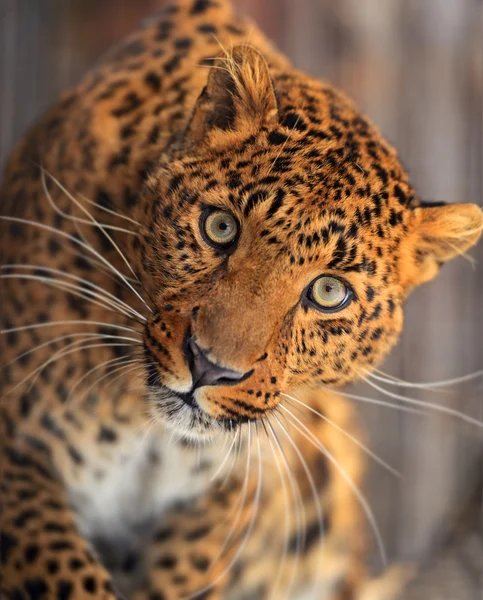 Leopardo — Foto de Stock