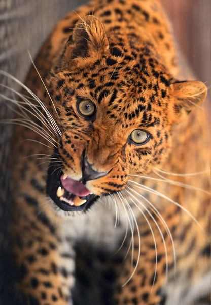 Leopardo — Foto de Stock