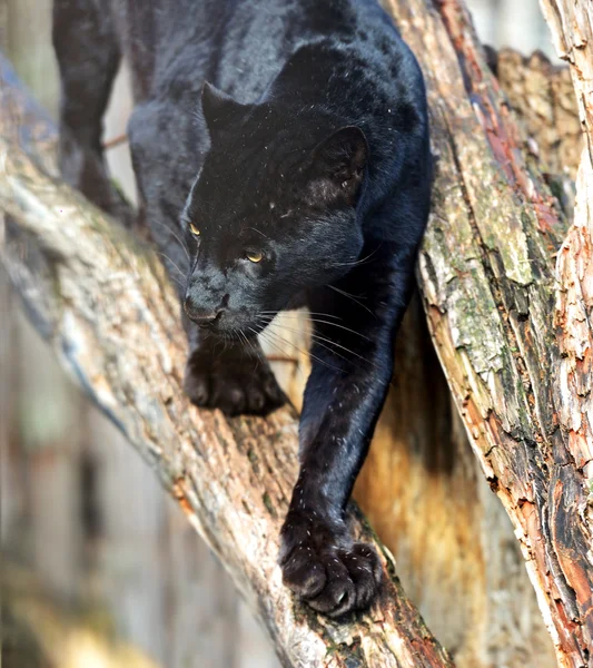 Porträt eines Panthers — Stockfoto