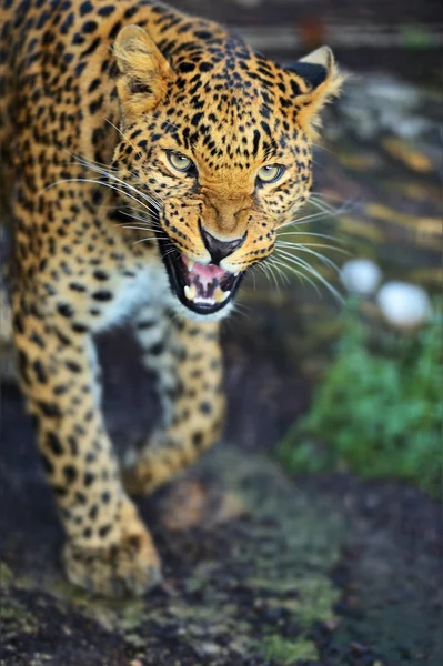 Leopardo — Foto de Stock