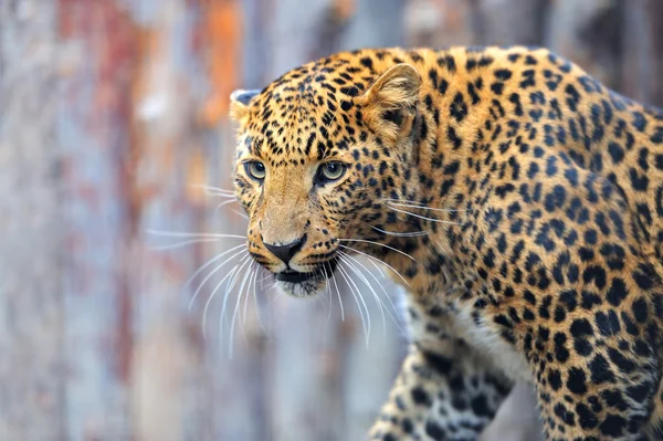 Leopard — Stockfoto