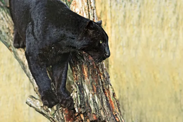 Portret van panther — Stockfoto