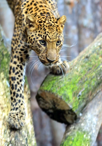 Leopardo — Foto de Stock