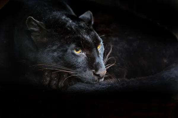 Portrait of panther — Stock Photo, Image