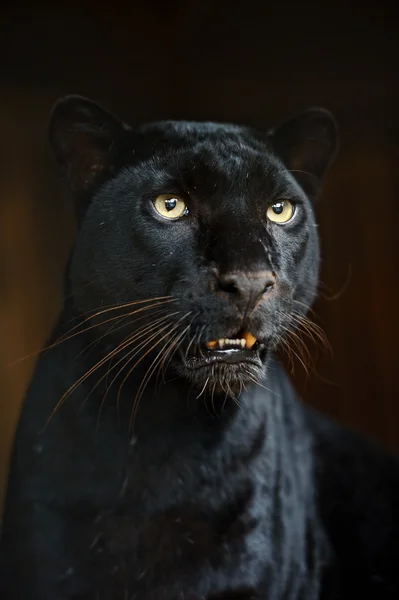 Porträtt av panther — Stockfoto
