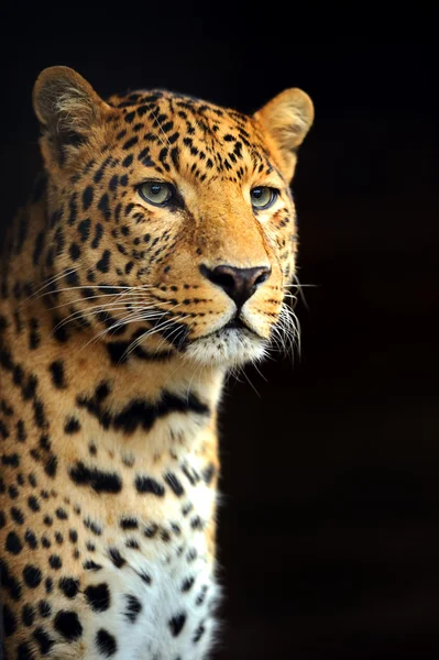 Leopard — Stock Photo, Image