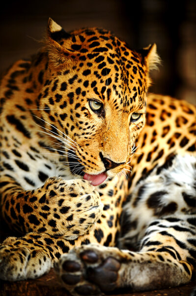 Leopard