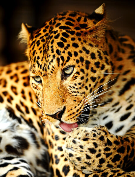 Leopard