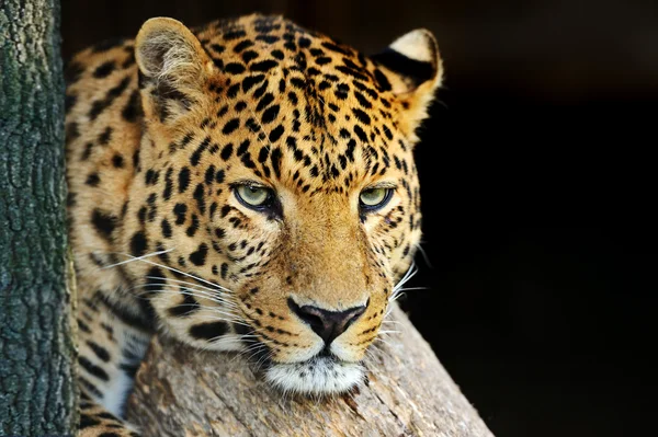 Leopardo — Foto Stock