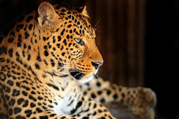 Leopard — Stockfoto