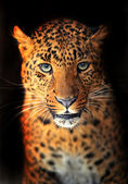 Картина, постер, плакат, фотообои "leopard", артикул 18649285