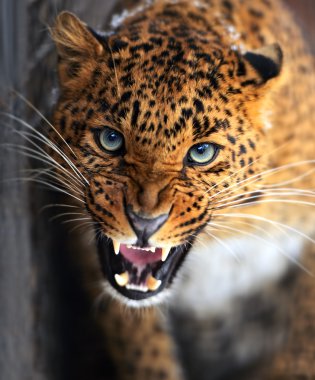 leopar
