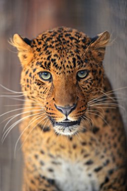 leopar