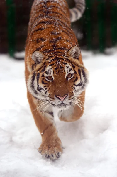 Tigre en invierno —  Fotos de Stock