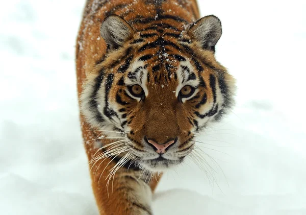 Tiger — Stockfoto