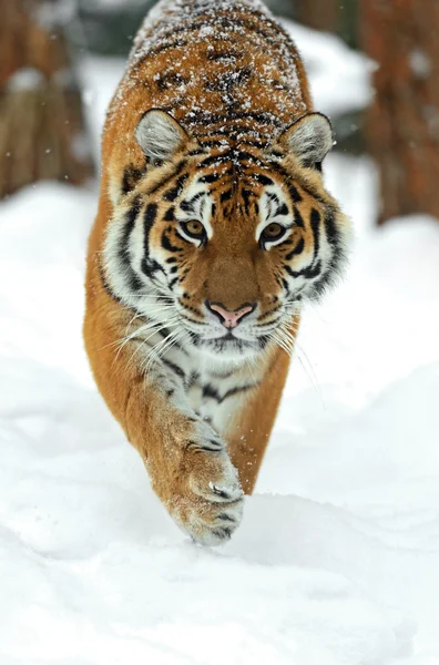 Tiger in de winter — Stockfoto