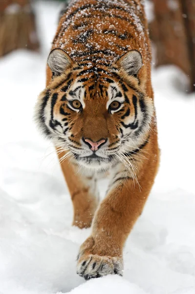 Τίγρη για το χειμώνα — Φωτογραφία Αρχείου