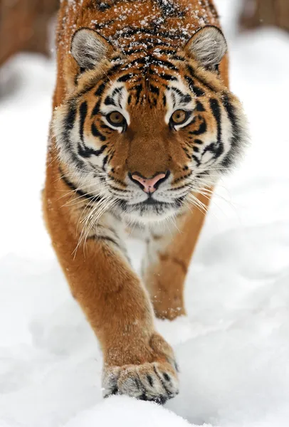 Tiger in de winter — Stockfoto