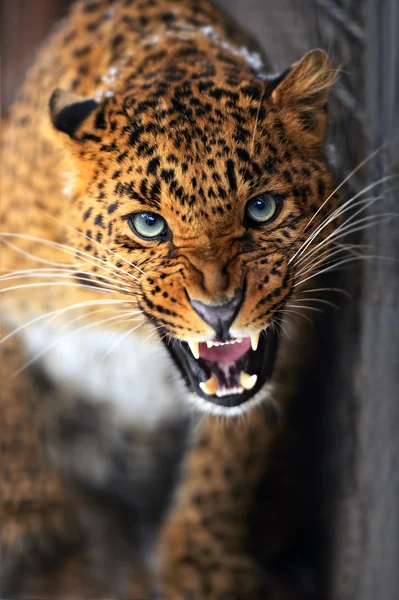 Leopardo — Foto de Stock