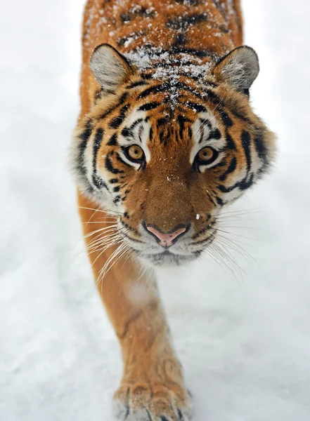 Tiger in de winter — Stockfoto