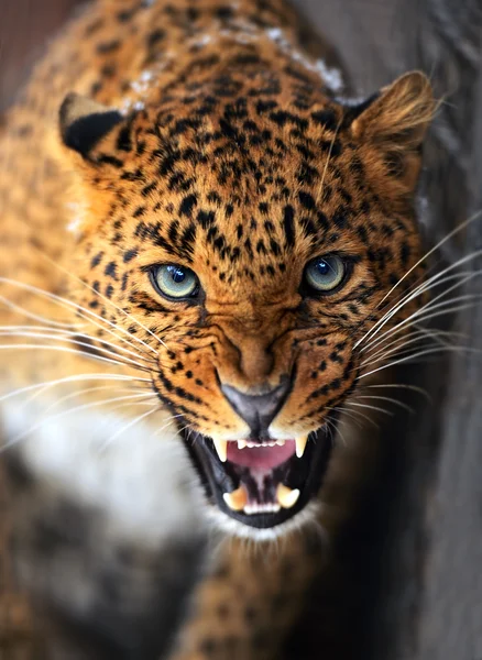 Leopard — Stockfoto