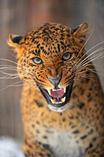 Leopardo — Foto de Stock