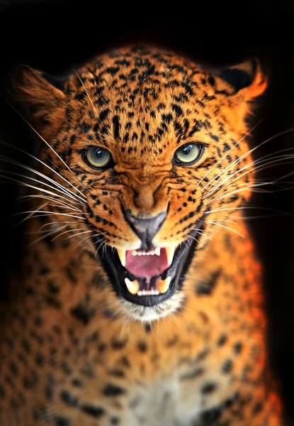 Leopard — Stockfoto