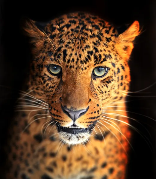 Leopardo — Foto Stock