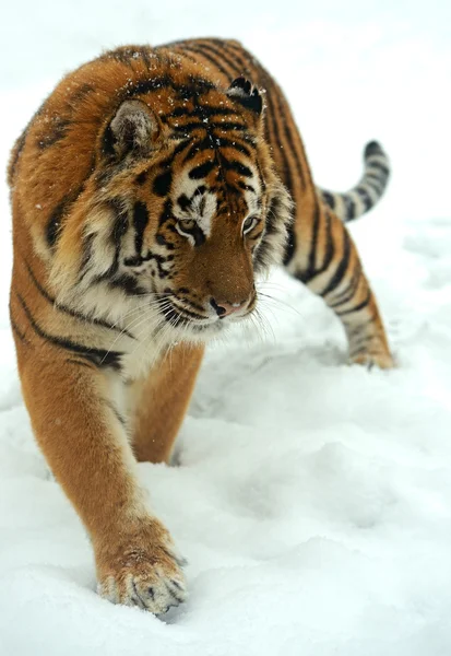 Tygr v zimě — Stock fotografie