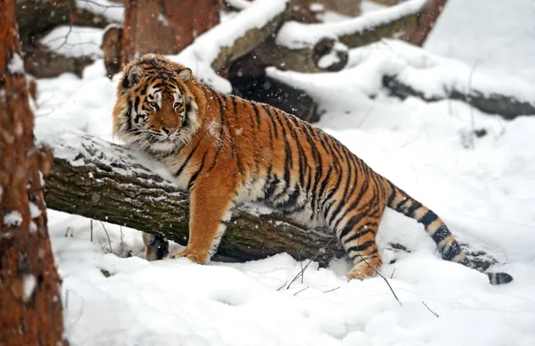 Тигр зимой — стоковое фото