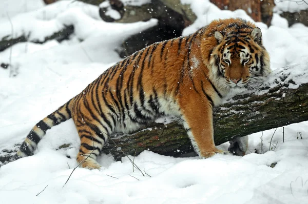 Tiger in winter — Stock Photo, Image