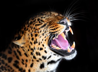 leopar