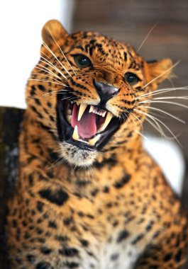 leopar