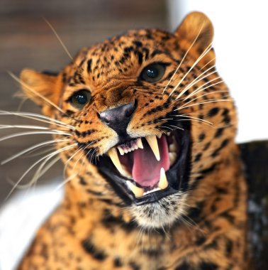 leopar