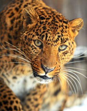 leopar