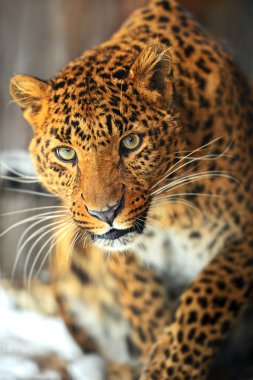 leopar