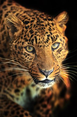 leopar