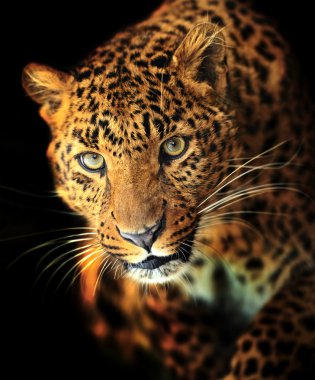 leopar