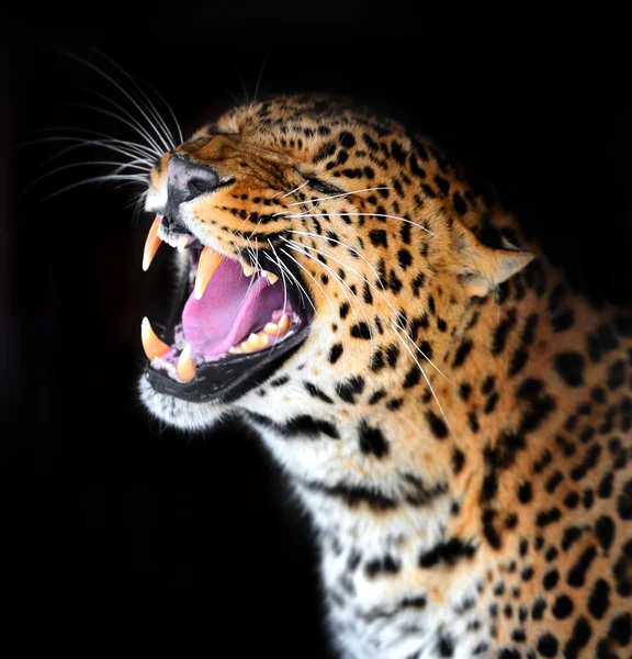 Leopard — Stockfoto